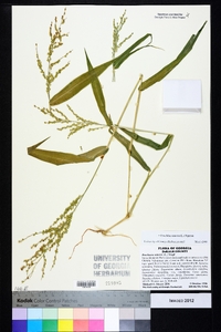 Urochloa ramosa image