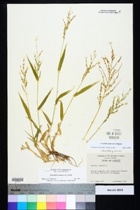 Urochloa ramosa image