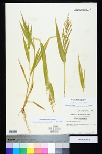 Urochloa ramosa image