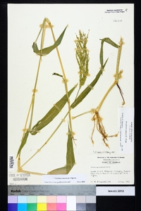 Urochloa ramosa image