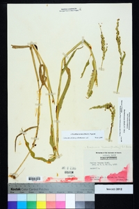 Urochloa texana image