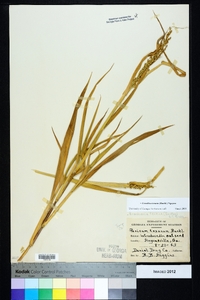 Urochloa texana image