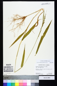 Urochloa texana image