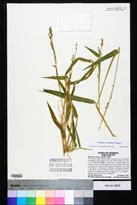 Urochloa texana image