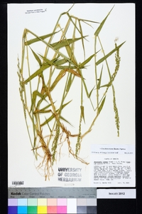 Urochloa texana image