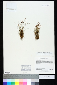 Bulbostylis barbata image