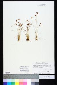 Bulbostylis barbata image