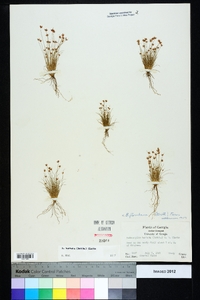 Bulbostylis barbata image