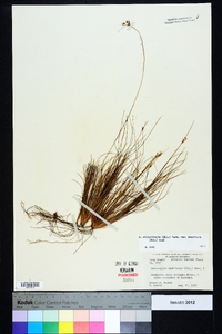 Bulbostylis ciliatifolia image