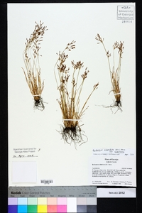 Bulbostylis ciliatifolia image