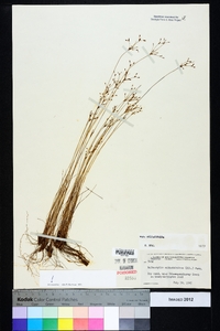 Bulbostylis ciliatifolia image