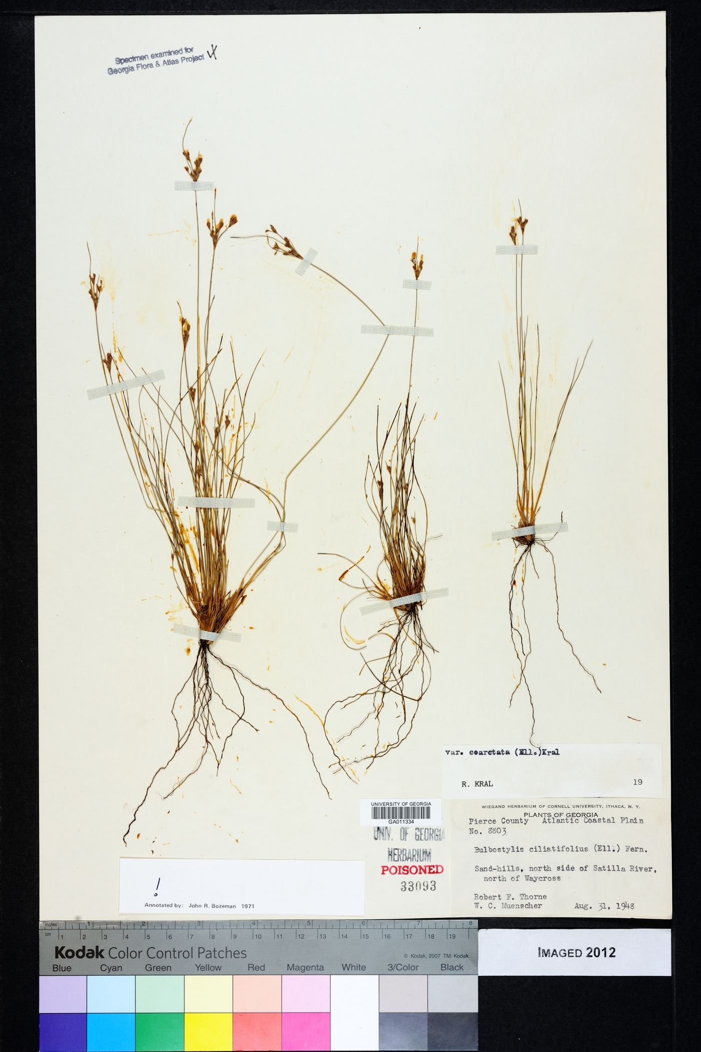 Bulbostylis ciliatifolia var. coarctata image