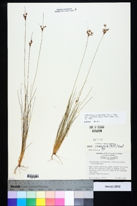 Bulbostylis ciliatifolia image