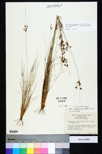 Bulbostylis ciliatifolia image