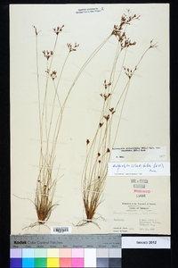 Bulbostylis ciliatifolia image