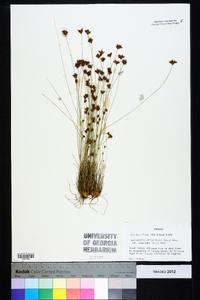 Bulbostylis ciliatifolia var. coarctata image