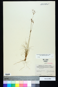 Bulbostylis ciliatifolia image