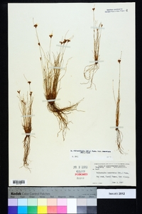 Bulbostylis ciliatifolia image