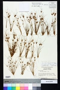 Bulbostylis stenophylla image