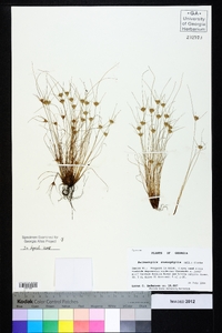 Bulbostylis stenophylla image