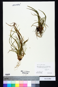 Carex abscondita image