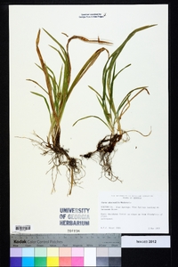 Carex abscondita image