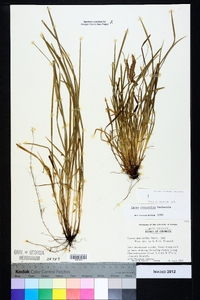 Carex abscondita image