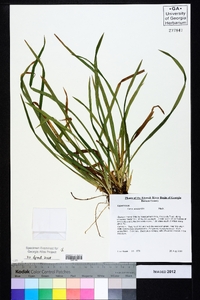 Carex abscondita image