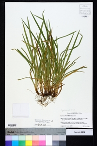 Carex abscondita image