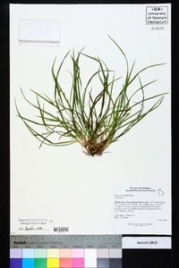 Carex abscondita image