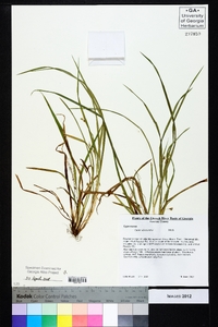 Carex abscondita image