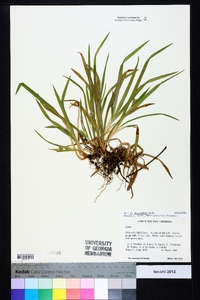 Carex abscondita image