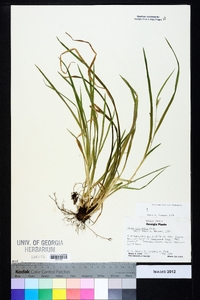 Carex abscondita image