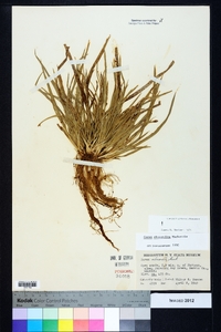 Carex abscondita image