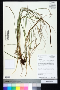 Carex aestivalis image