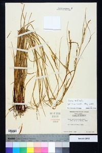 Carex aestivalis image