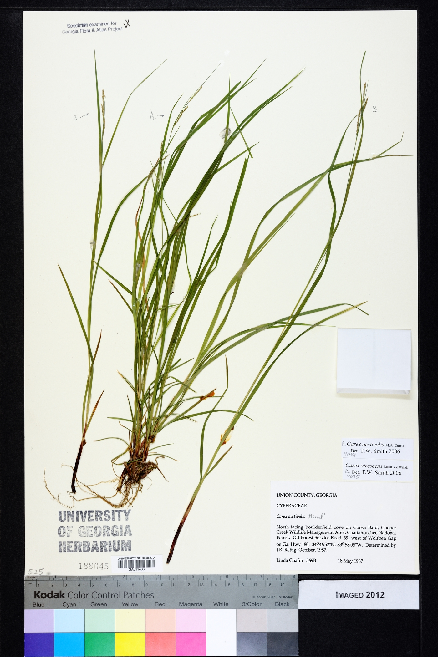 Carex aestivalis image