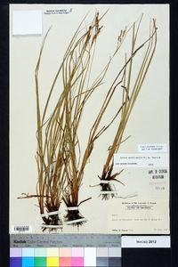 Carex aestivalis image