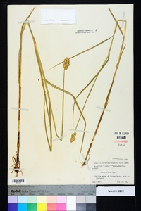 Carex alata image