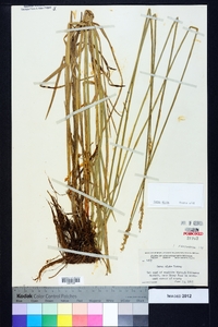 Carex alata image