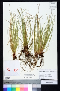 Carex albicans var. albicans image