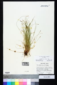 Carex albicans var. albicans image