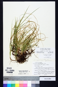 Carex albicans var. australis image