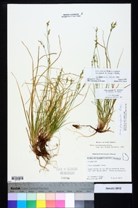 Carex albicans var. australis image