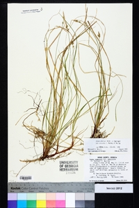 Carex albicans var. australis image