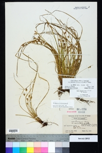 Carex albicans var. emmonsii image