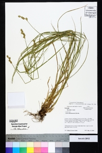 Carex albolutescens image