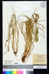 Carex albolutescens image