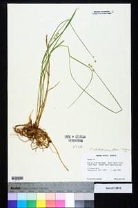 Carex albolutescens image