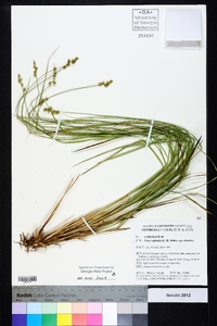 Carex atlantica subsp. atlantica image
